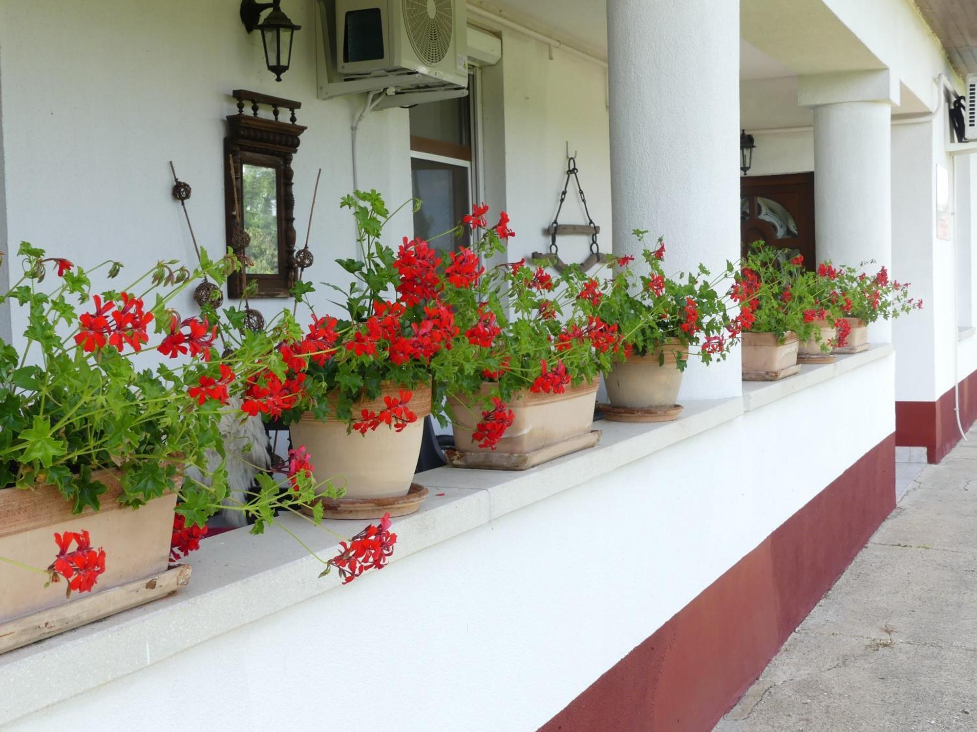 Bed and Breakfast Tisza White House Tiszaszolos Exterior foto